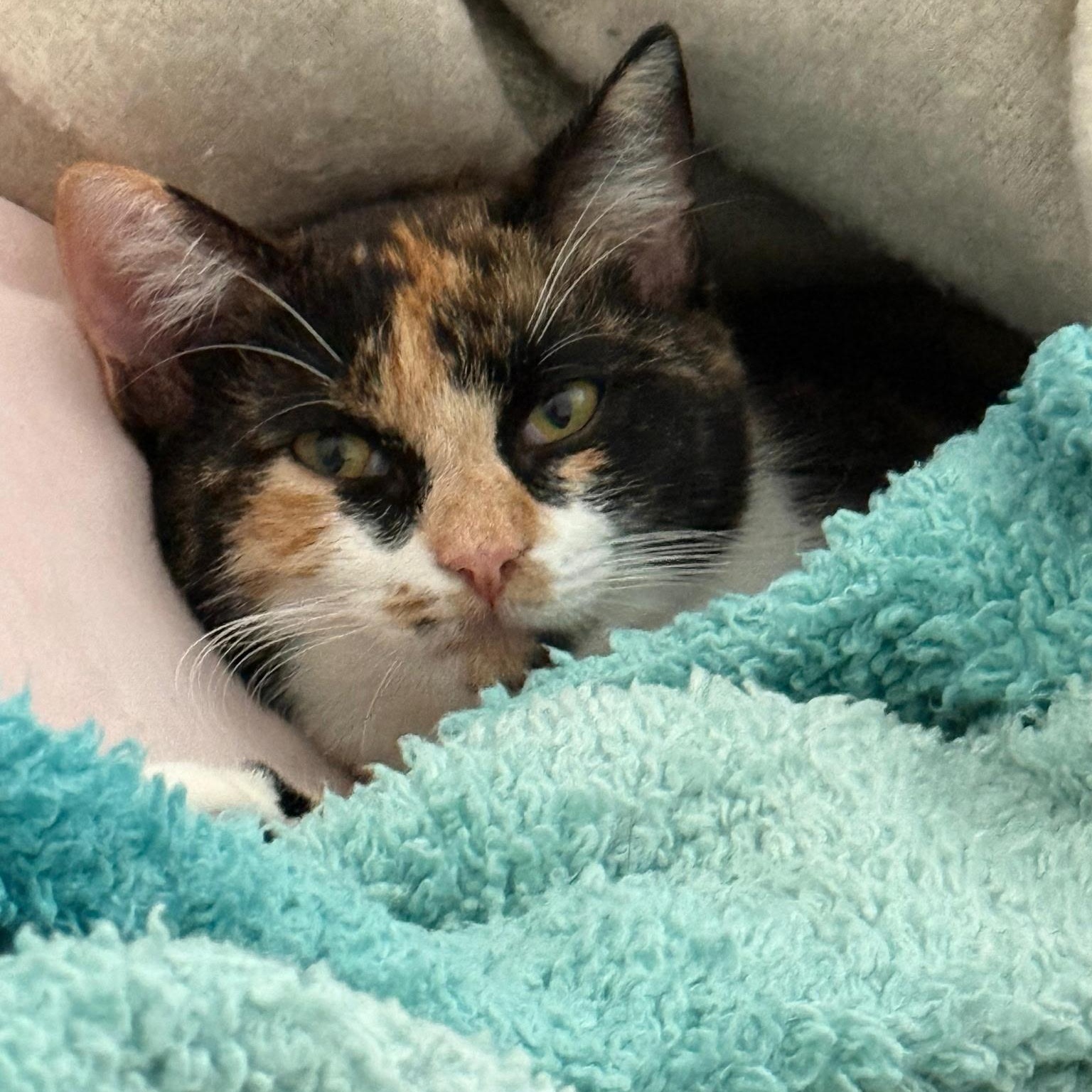 Enlarge Kona and Nora, a Adoptable Domestic Short Hair in Hopkinton, MA image 4/5