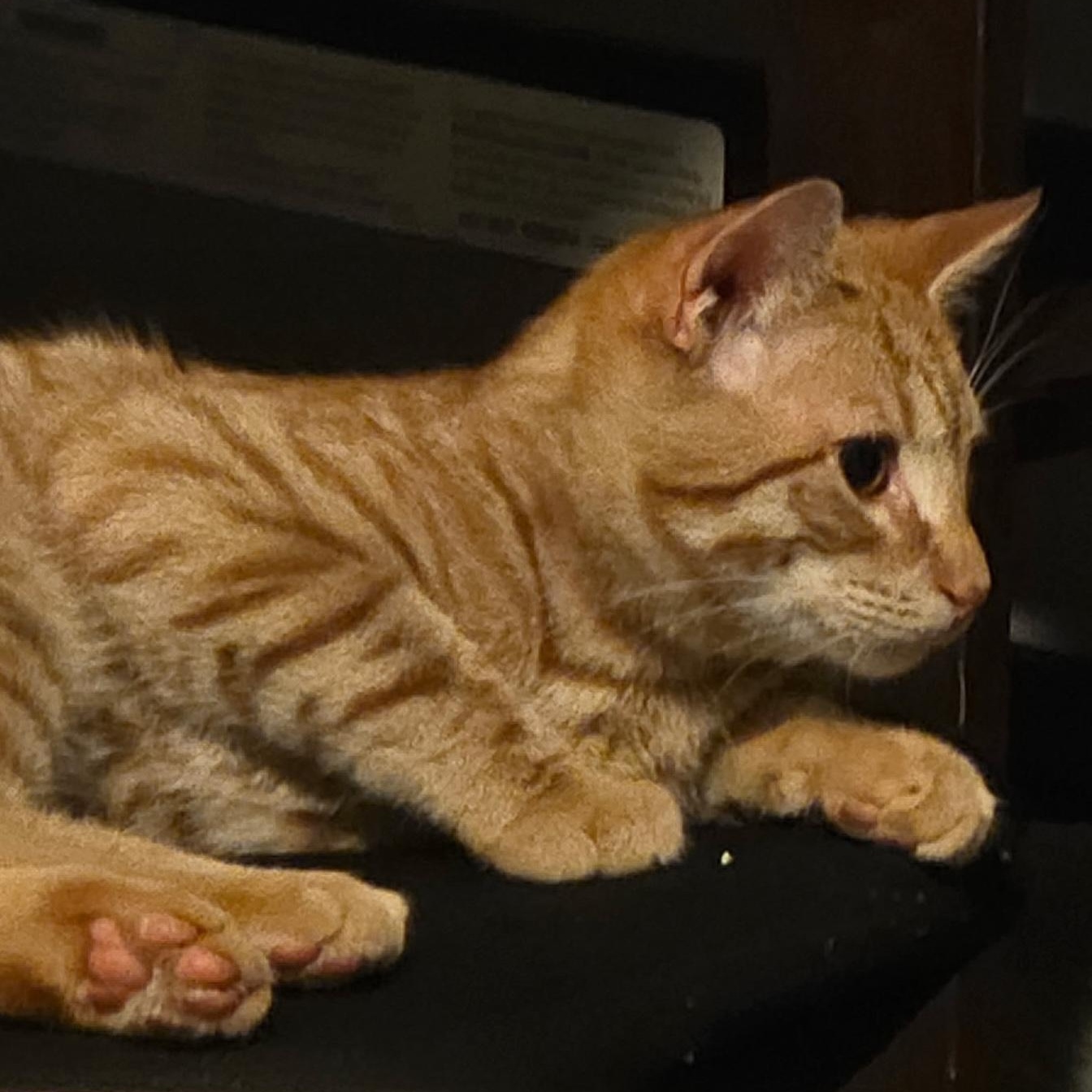 Enlarge Kona and Nora, a Adoptable Domestic Short Hair in Hopkinton, MA image 3/5