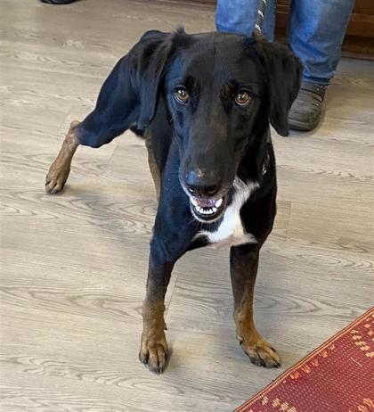 Kobe, Adoptable, Adult Male Afghan Hound & Mixed Breed.