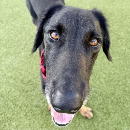 Kobe, a Adoptable mixed breed in Largo, FL image 2/3