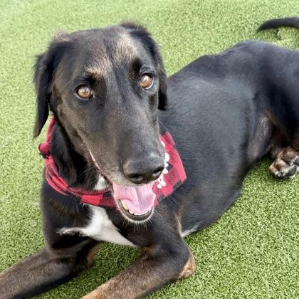 Kobe, a Adoptable mixed breed in Largo, FL image 3/3