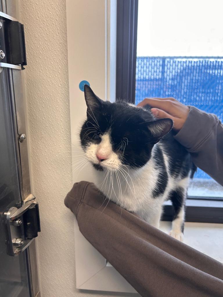 Identity Theft, Adoptable, Adult Female Domestic Short Hair.