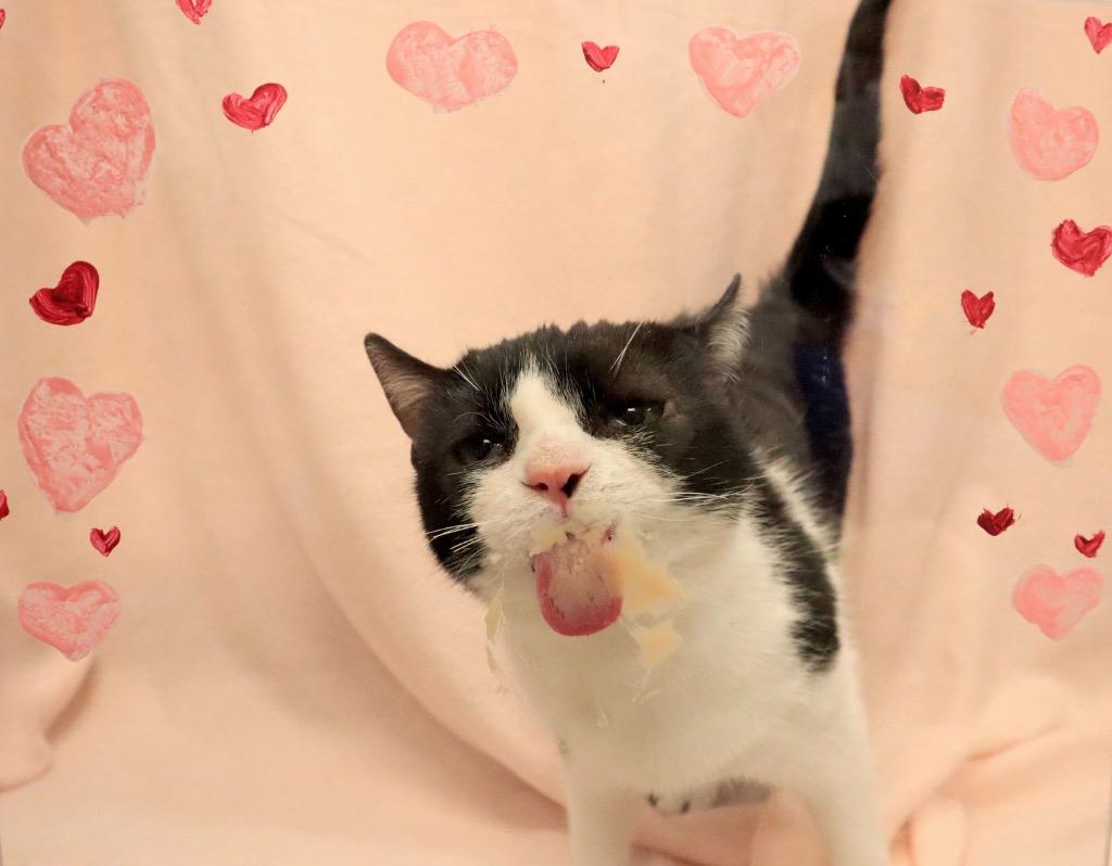 Identity Theft, Adoptable, Adult Female Domestic Short Hair.