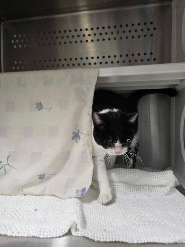 Enlarge Identity Theft, a Adoptable mixed breed in Minot, ND image 3/3