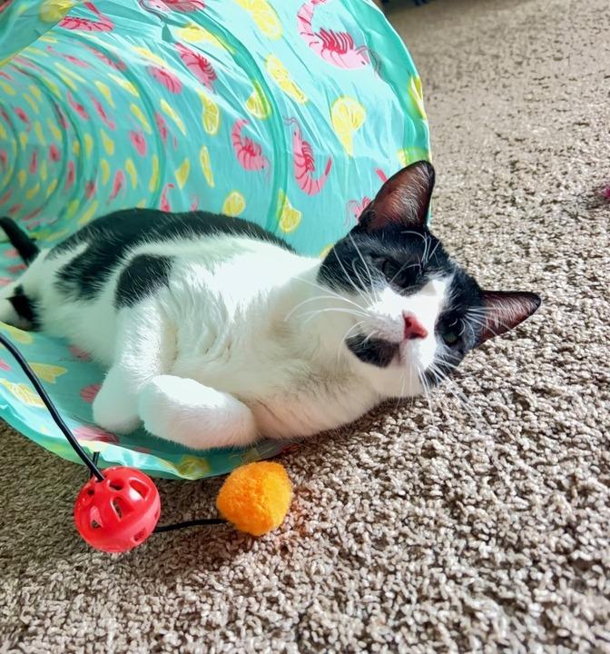 Enlarge Mildred, a Adoptable mixed breed in Minot, ND image 6/6