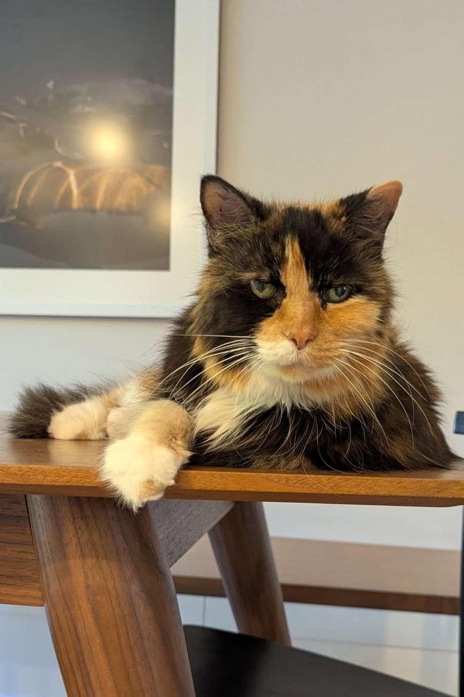 Minet (Must be adopted with Princess)