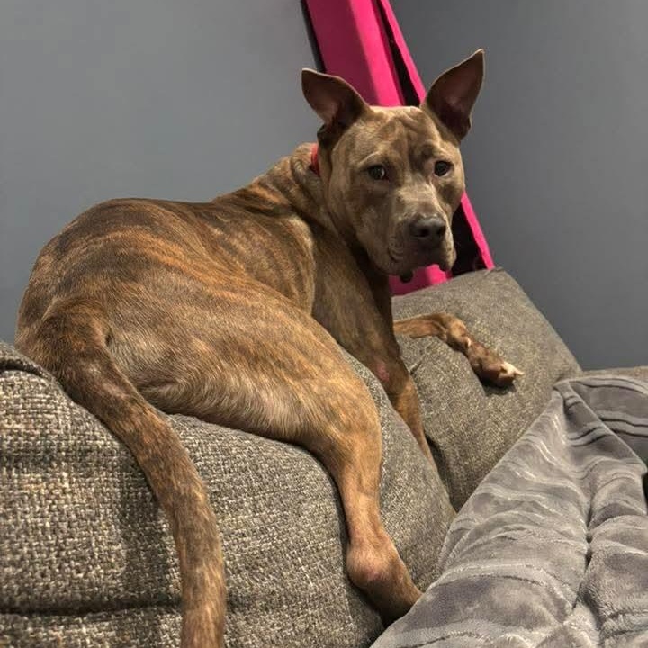 Enlarge Rocco , a ADOPTABLE Mixed Breed in East Peoria, IL image 3/5