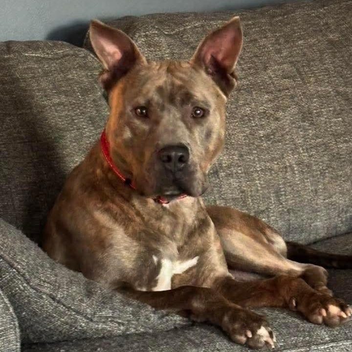 Rocco , ADOPTABLE, Young Male Mixed Breed.