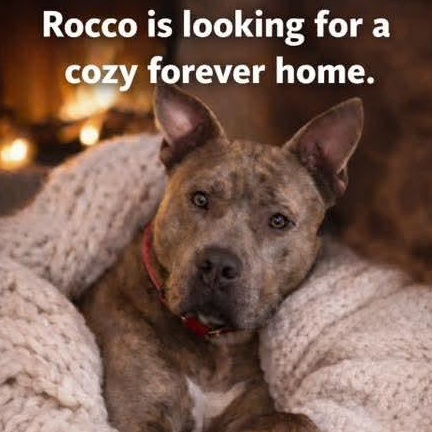 Enlarge Rocco , a ADOPTABLE Mixed Breed in East Peoria, IL image 5/5
