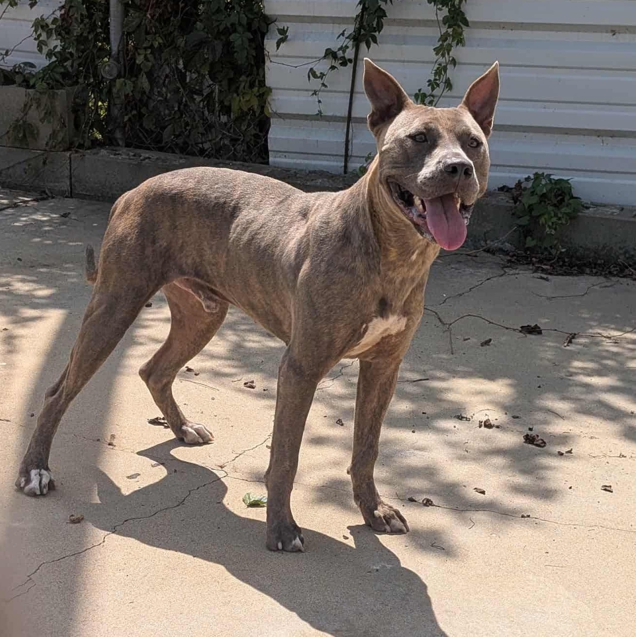 Enlarge Rocco , a ADOPTABLE Mixed Breed in East Peoria, IL image 4/5