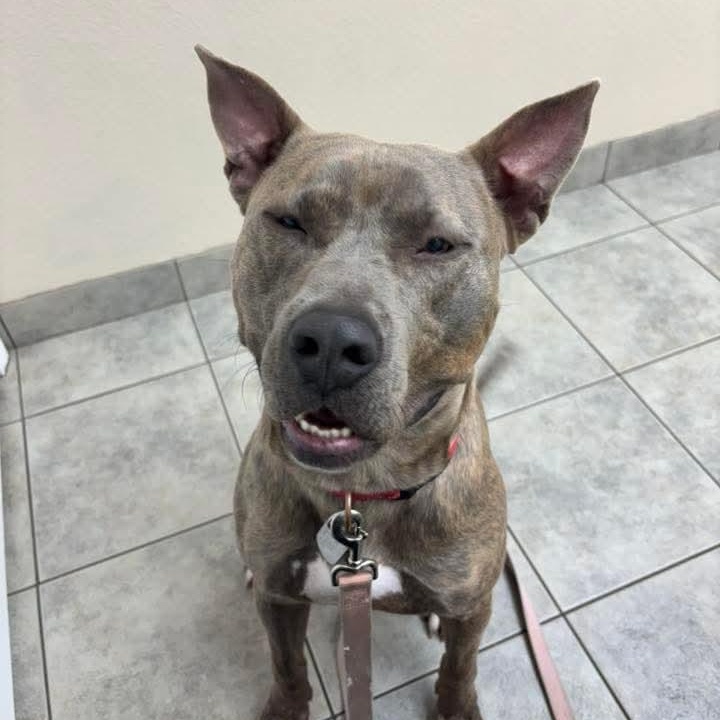 Enlarge Rocco , a ADOPTABLE Mixed Breed in East Peoria, IL image 2/5