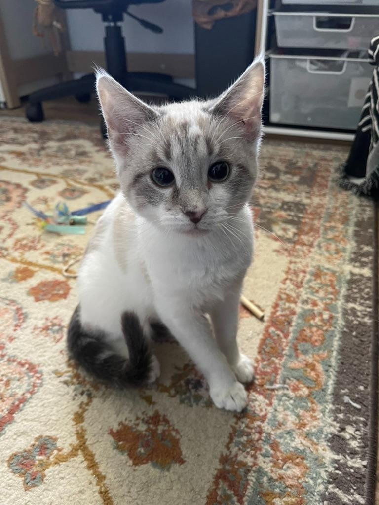 Eladora26, Adoptable, Kitten Female Siamese.