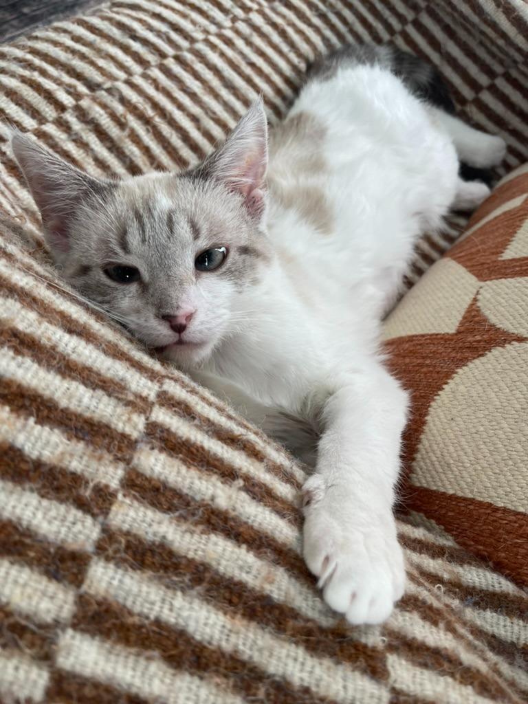 Eladora26, a Adoptable Siamese in Youngsville, NC image 2/2