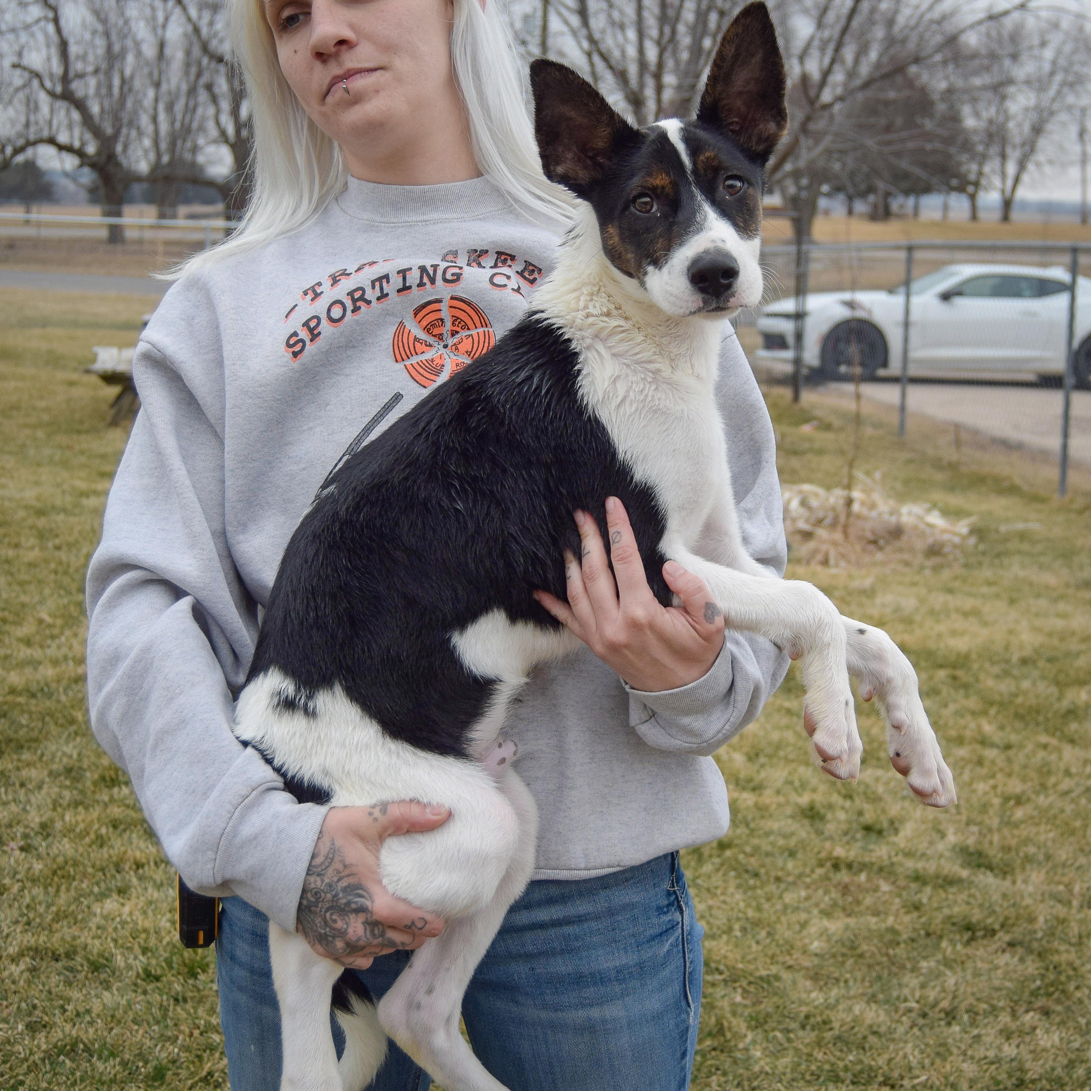 Enlarge Solomon, an adopted mixed breed in Huntley, IL image 2/5