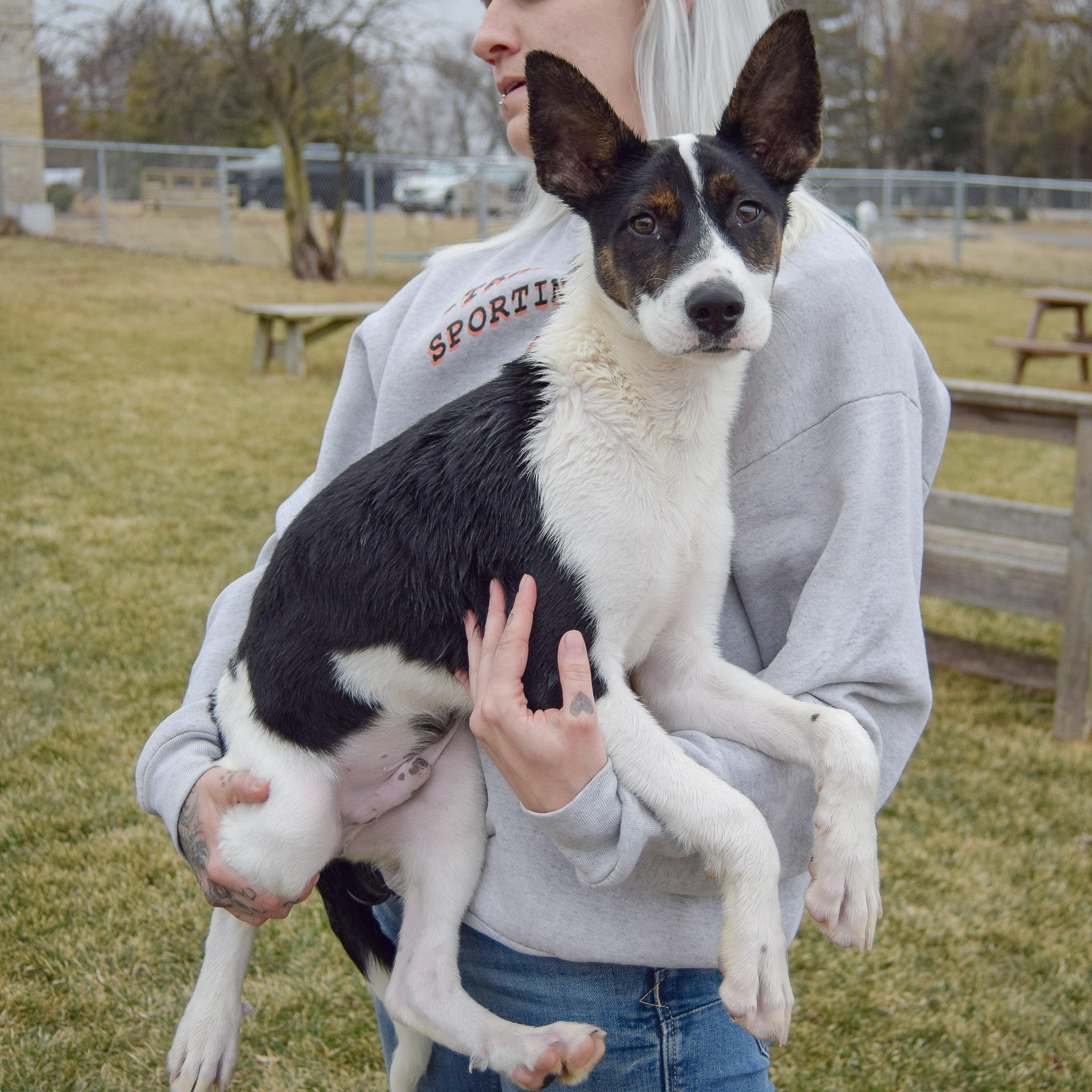 Enlarge Solomon, an adopted mixed breed in Huntley, IL image 4/5