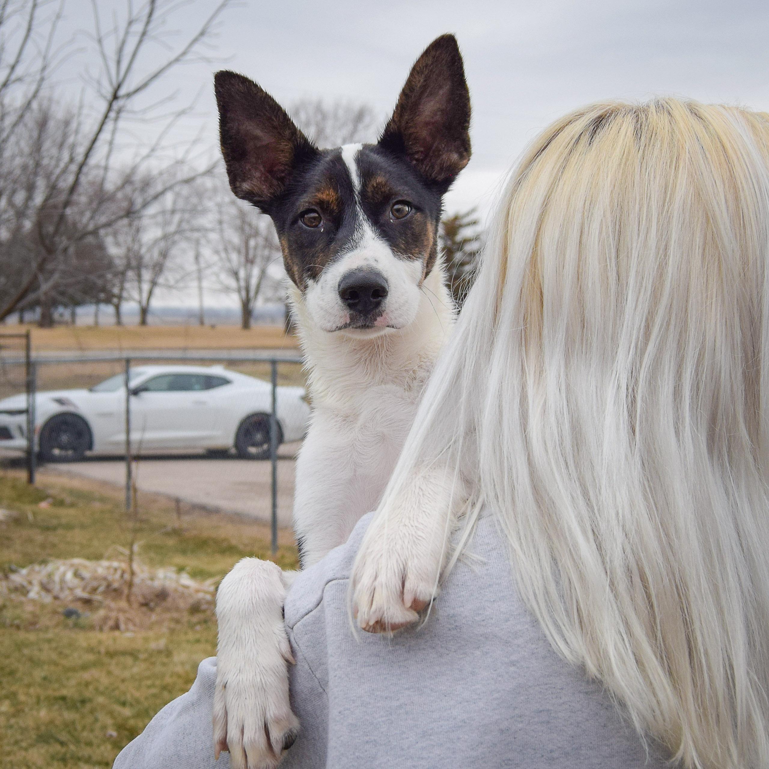 Enlarge Solomon, an adopted mixed breed in Huntley, IL image 5/5