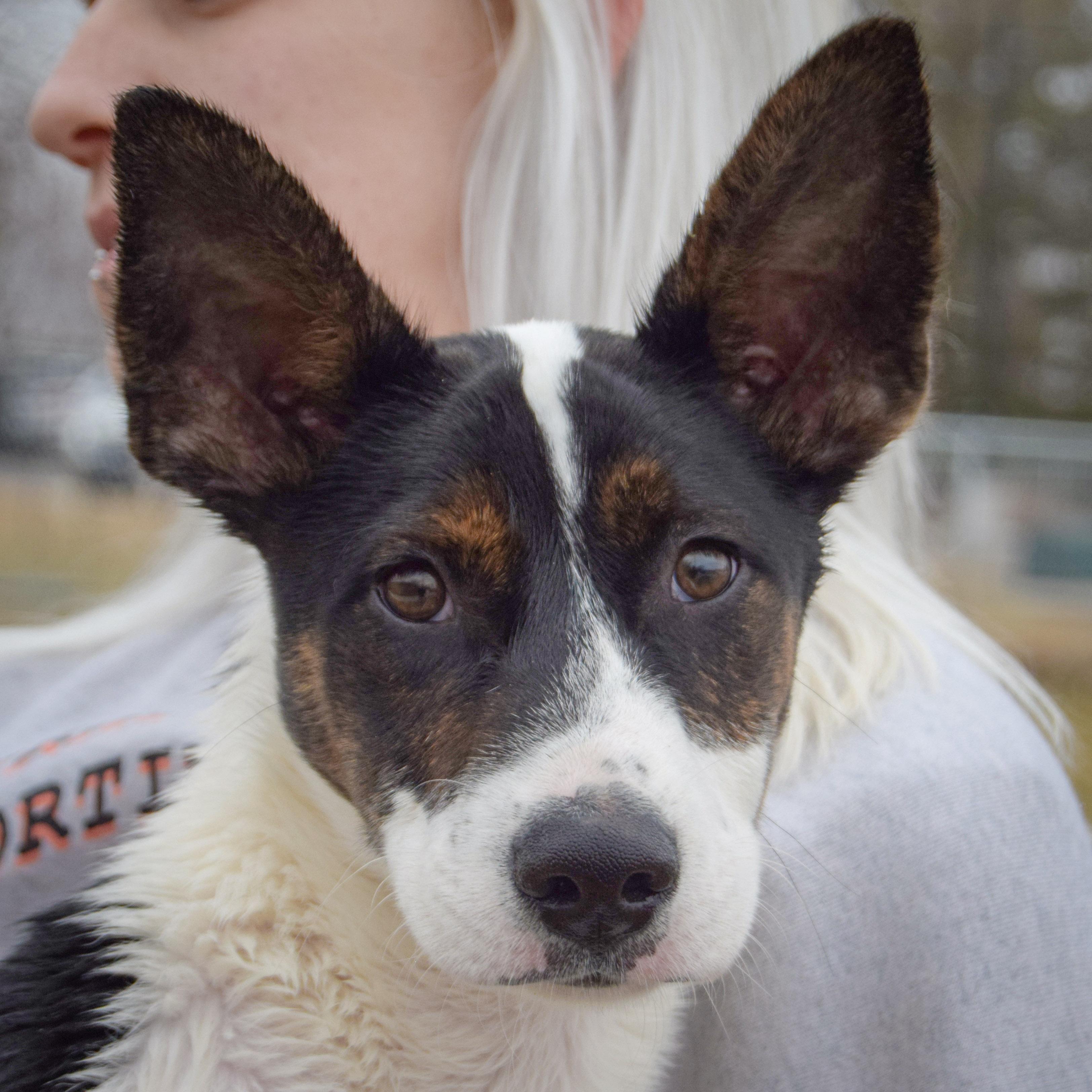 Solomon, adopted, Puppy Male Cattle Dog & German Shepherd Dog.