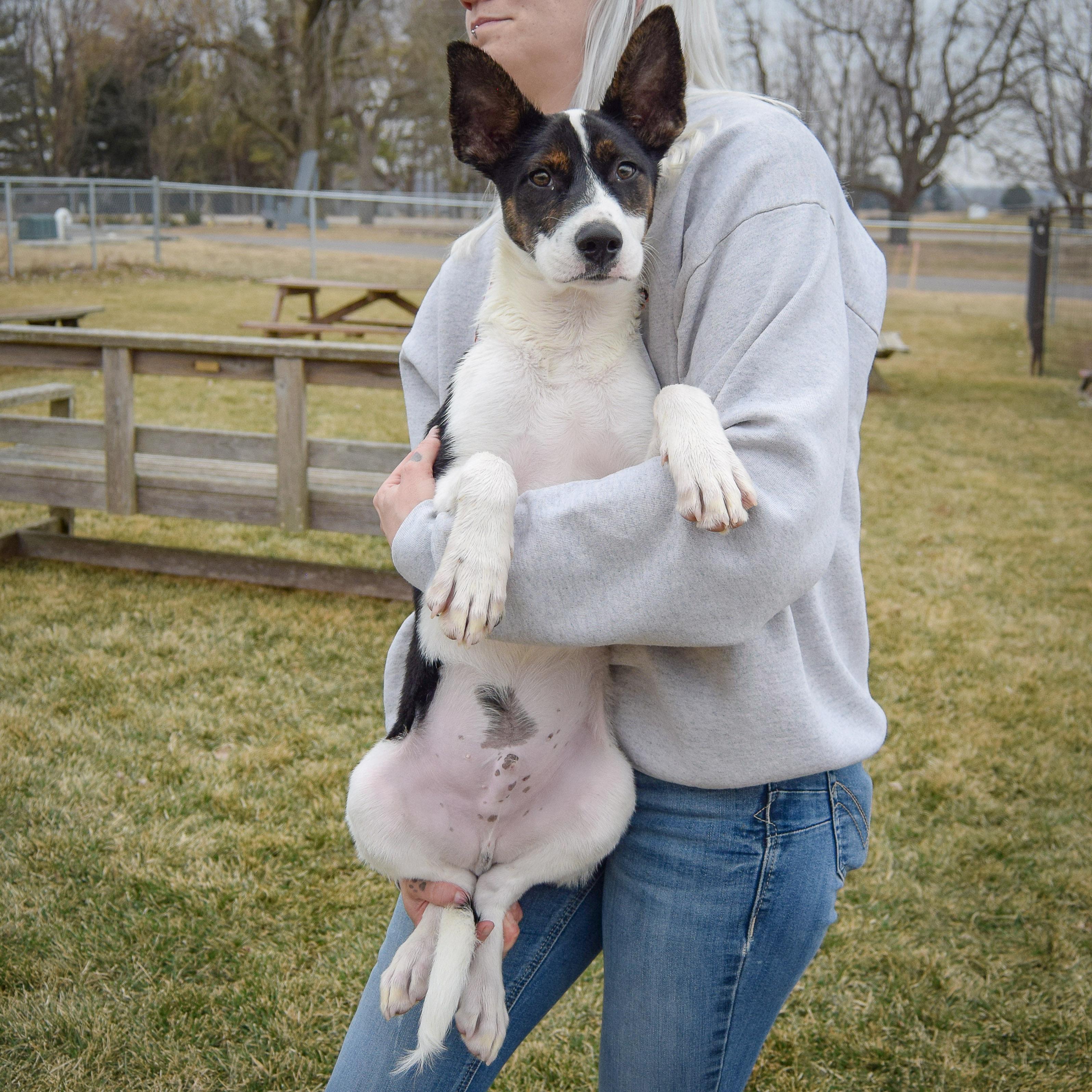 Enlarge Solomon, an adopted mixed breed in Huntley, IL image 3/5