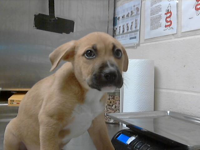 Enlarge JUNE BUG, a Adoptable mixed breed in Fayetteville, NC image 1/1