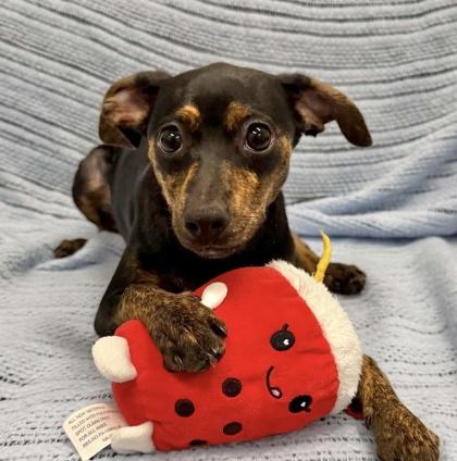 Ulna (in surgery 10/5), Adoptable, Puppy Female Miniature Pinscher & Mixed Breed.