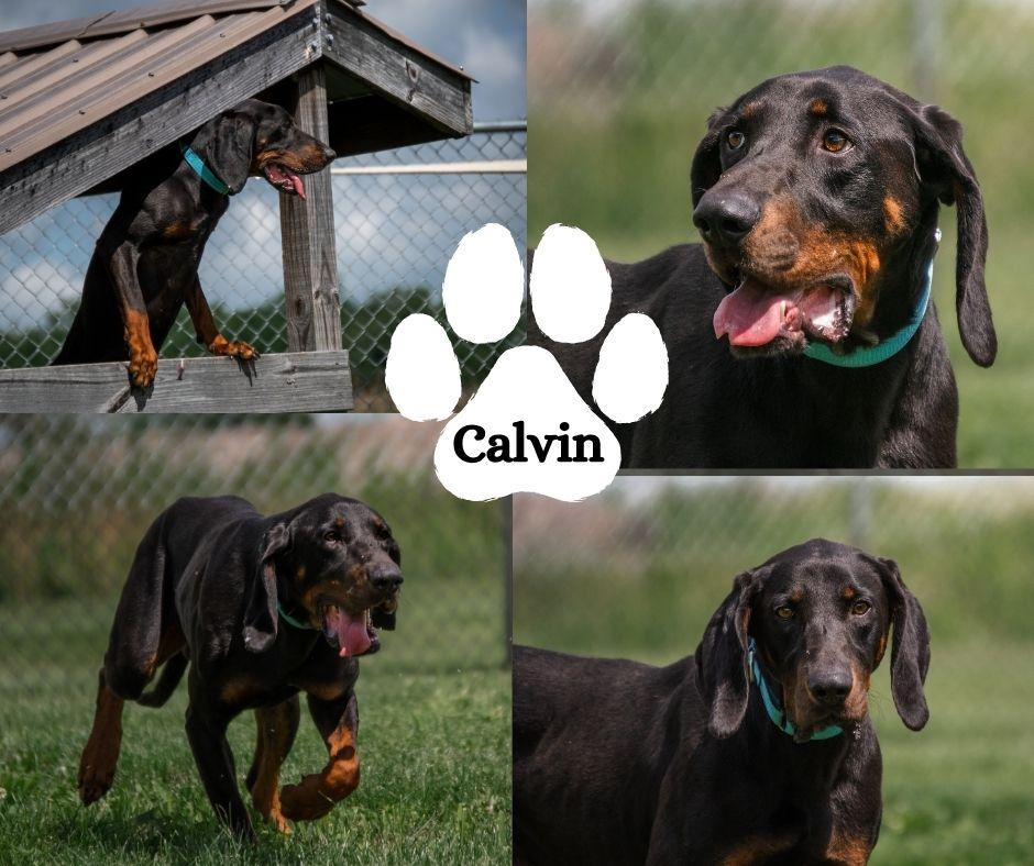 Calvin, adopted, Adult Male Black and Tan Coonhound.