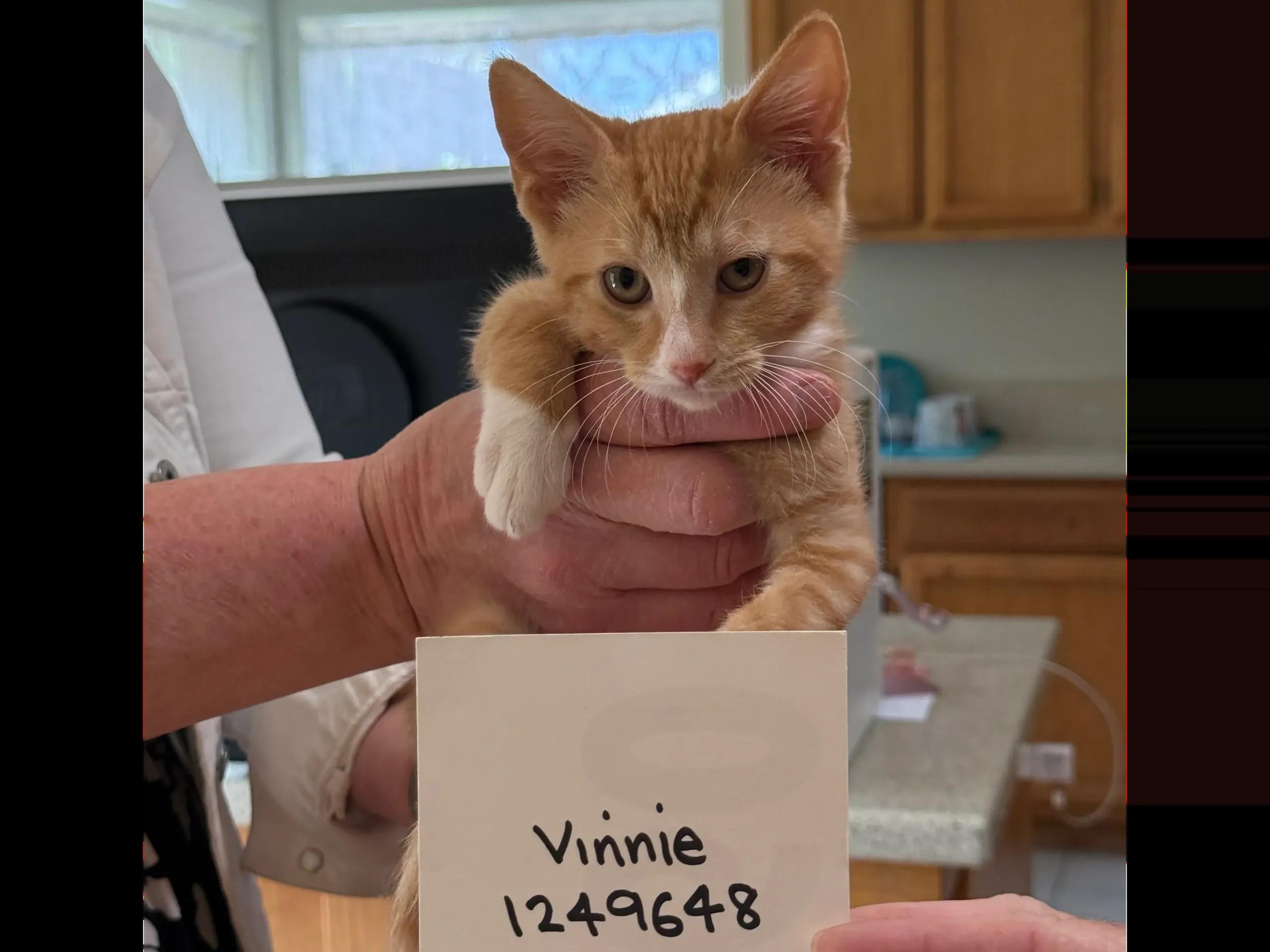 6-8 week old ORANGE kittens, a ADOPTABLE Domestic Medium Hair in Santa Maria, CA image 4/4