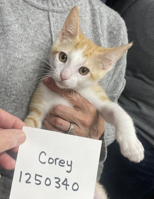 6-8 week old ORANGE kittens, a ADOPTABLE Domestic Medium Hair in Santa Maria, CA image 2/4