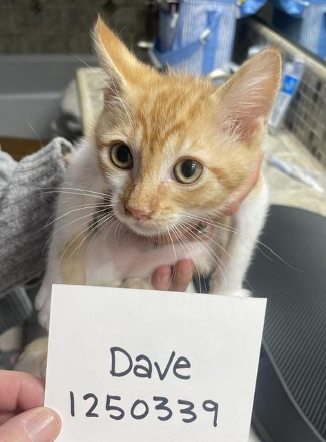 6-8 week old ORANGE kittens, a ADOPTABLE Domestic Medium Hair in Santa Maria, CA image 3/4