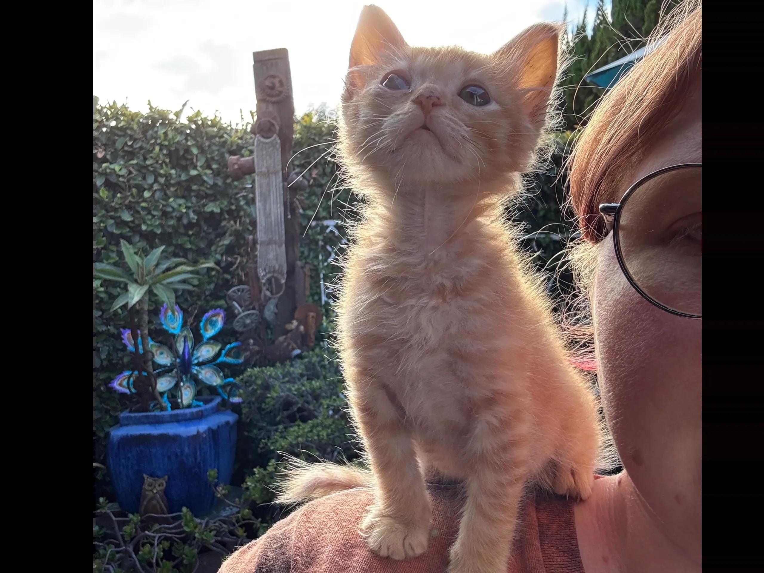 6-8 week old ORANGE kittens, ADOPTABLE, Kitten Male Domestic Medium Hair.