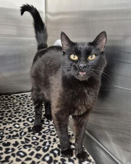 Vladi, ADOPTABLE, Adult Female Domestic Short Hair.