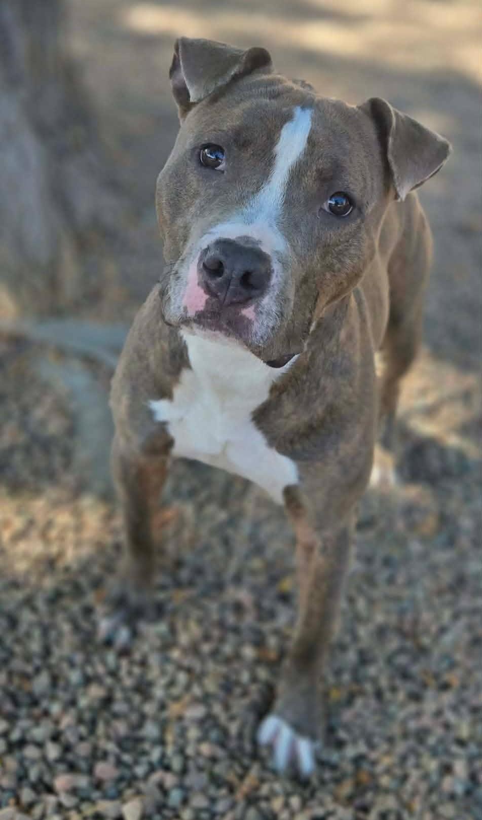 Enlarge Rubble, a Adoptable American Bulldog in Canon City, CO image 3/3