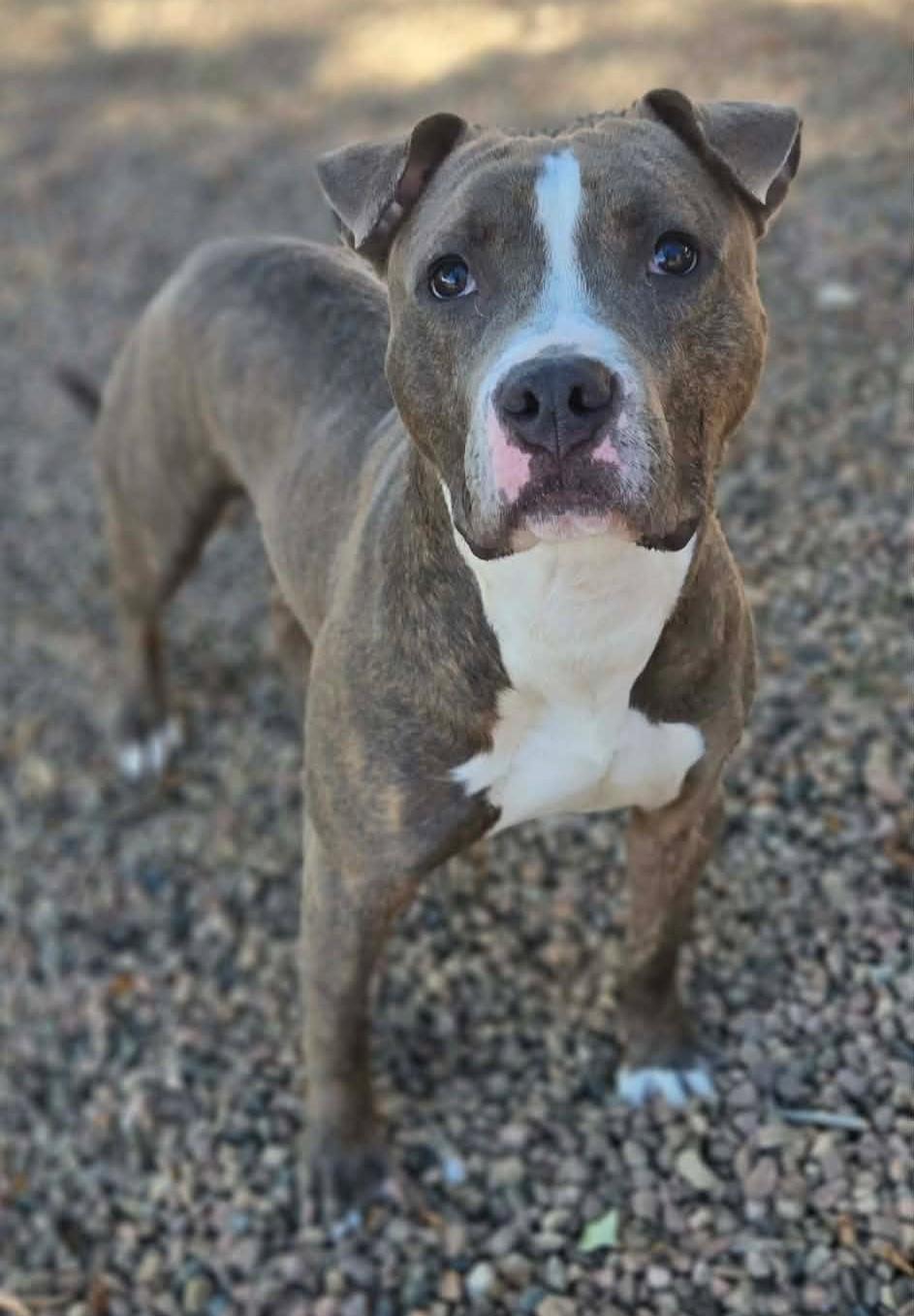 Rubble, Adoptable, Adult Male American Bulldog.