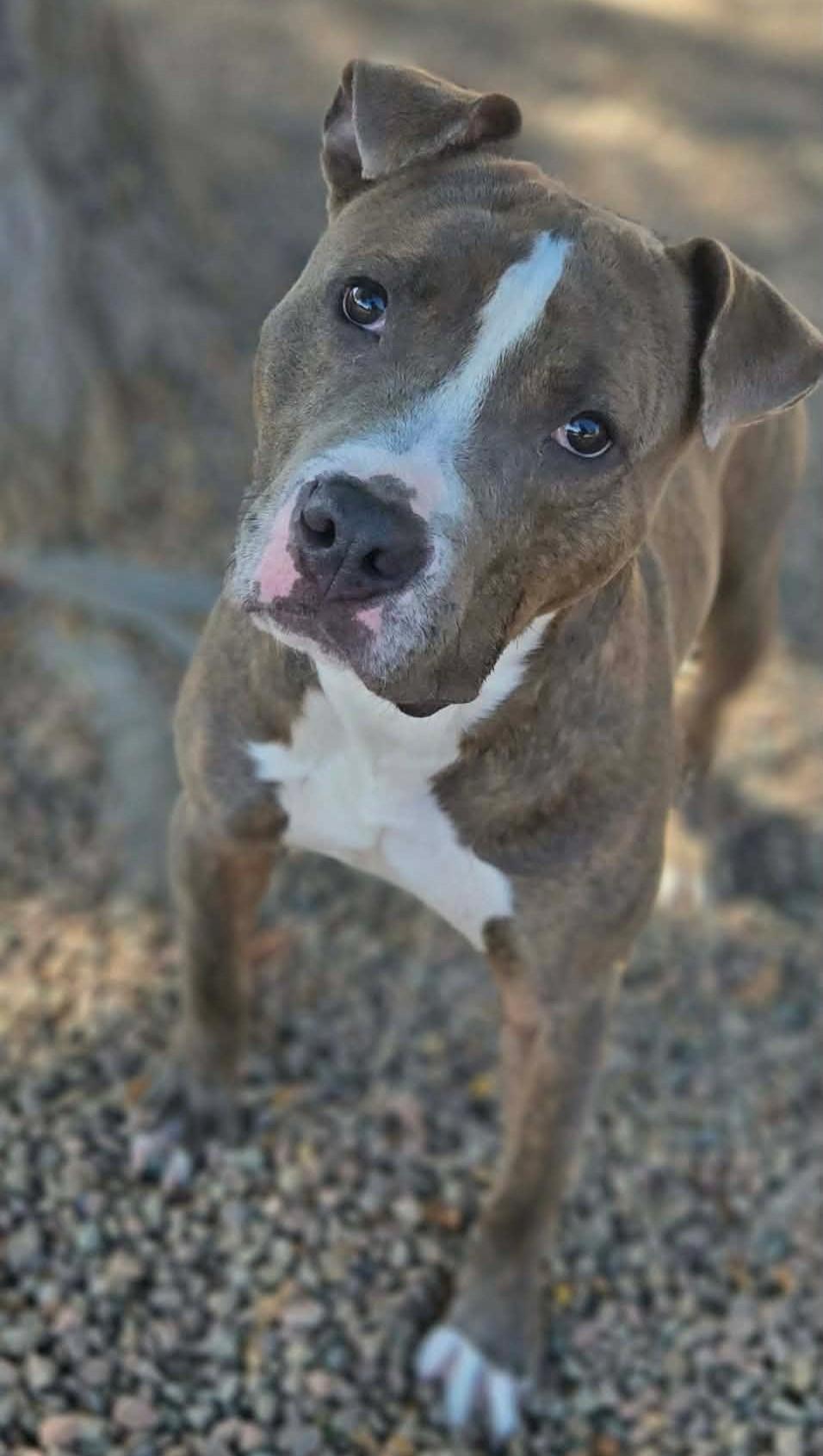 Enlarge Rubble, a Adoptable American Bulldog in Canon City, CO image 2/3