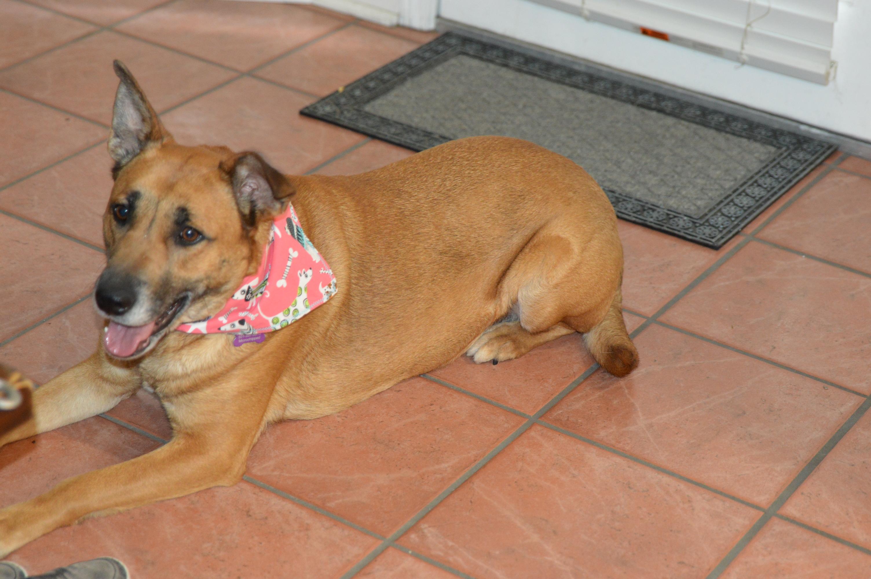 Enlarge Moody crate & potty trained, a ADOPTABLE mixed breed in Hot Springs, AR image 2/6