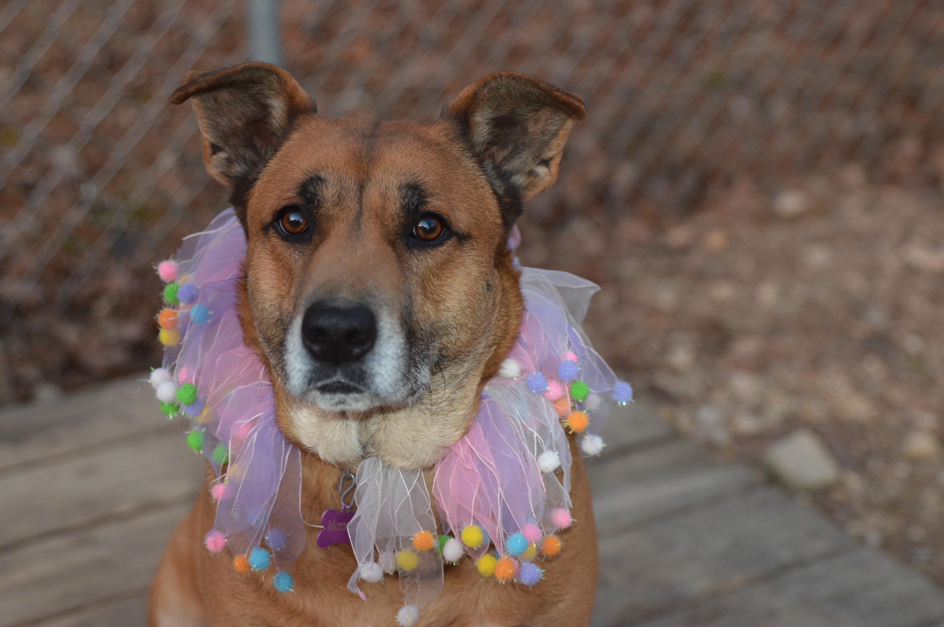 Enlarge Ven crate & potty trained, a ADOPTABLE mixed breed in Hot Springs, AR image 6/6