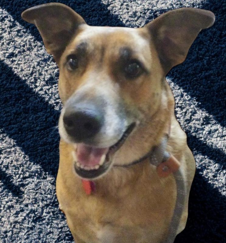 Moody crate & potty trained, a ADOPTABLE mixed breed in Hot Springs, AR image 2/6