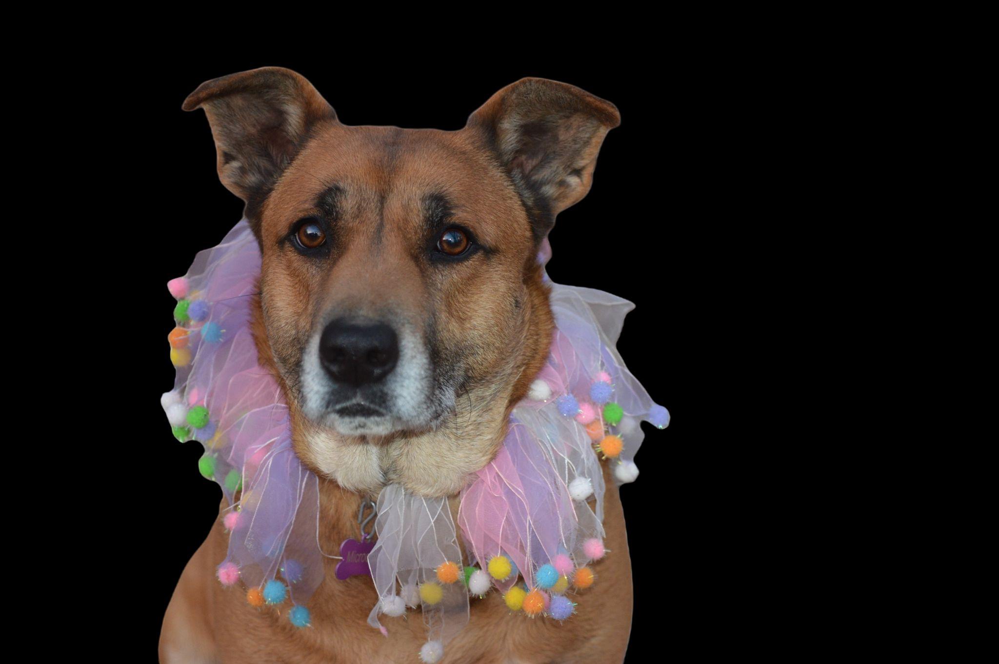 Moody crate & potty trained, ADOPTABLE, Adult Female Shepherd & Mixed Breed.