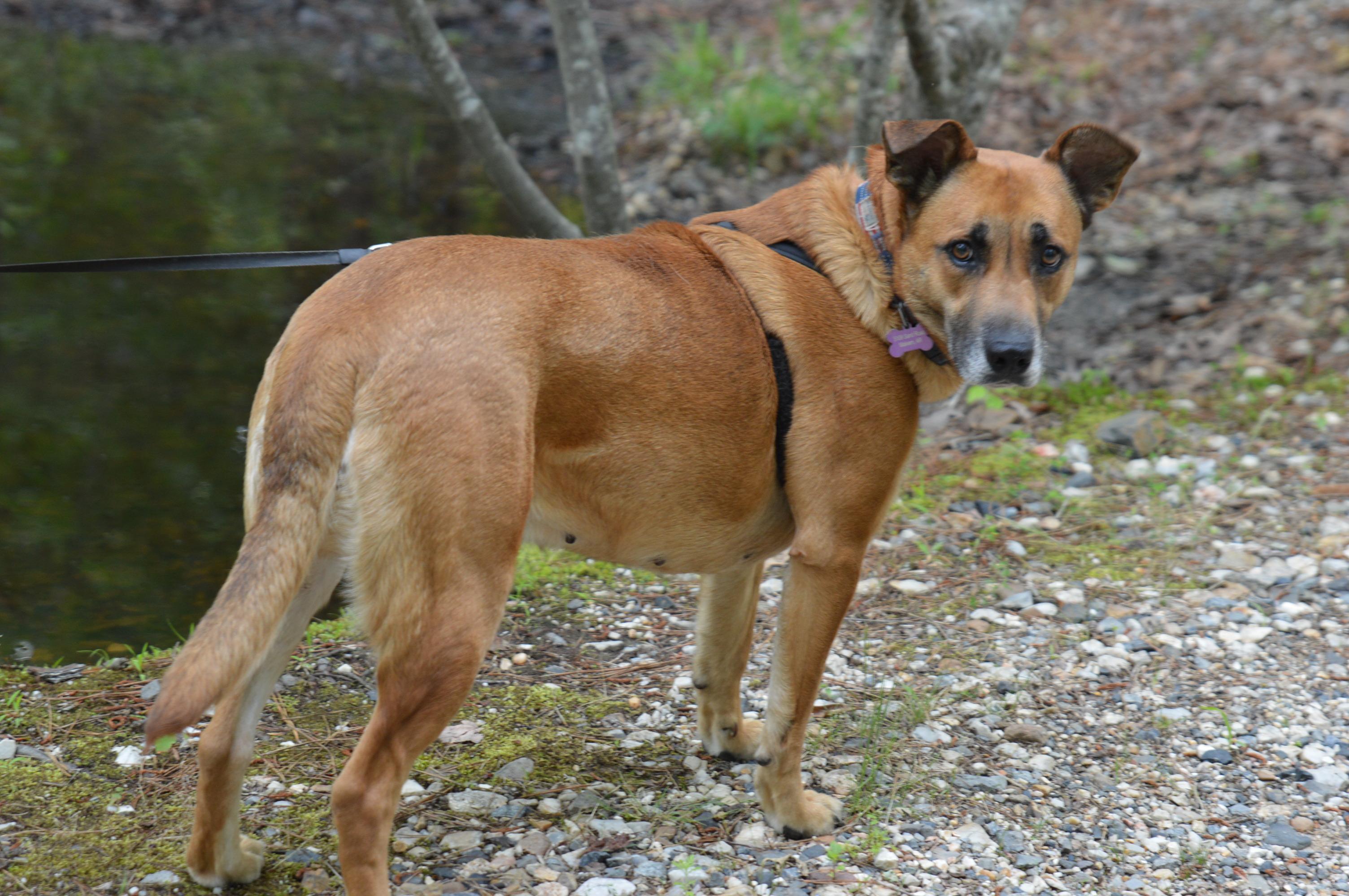 Enlarge Moody crate & potty trained, a ADOPTABLE mixed breed in Hot Springs, AR image 4/6