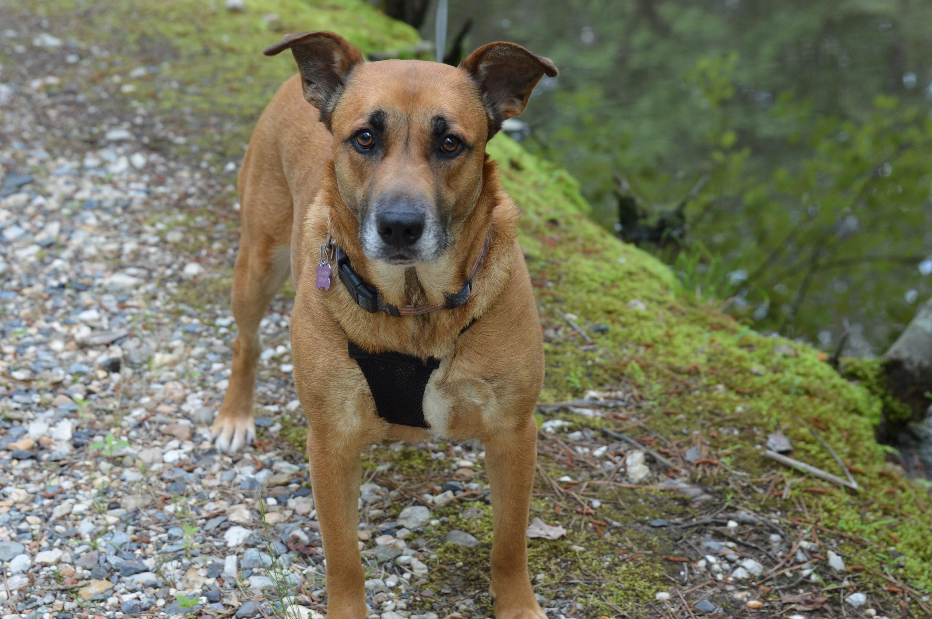 Moody crate & potty trained, ADOPTABLE, Adult Female Shepherd & Mixed Breed.