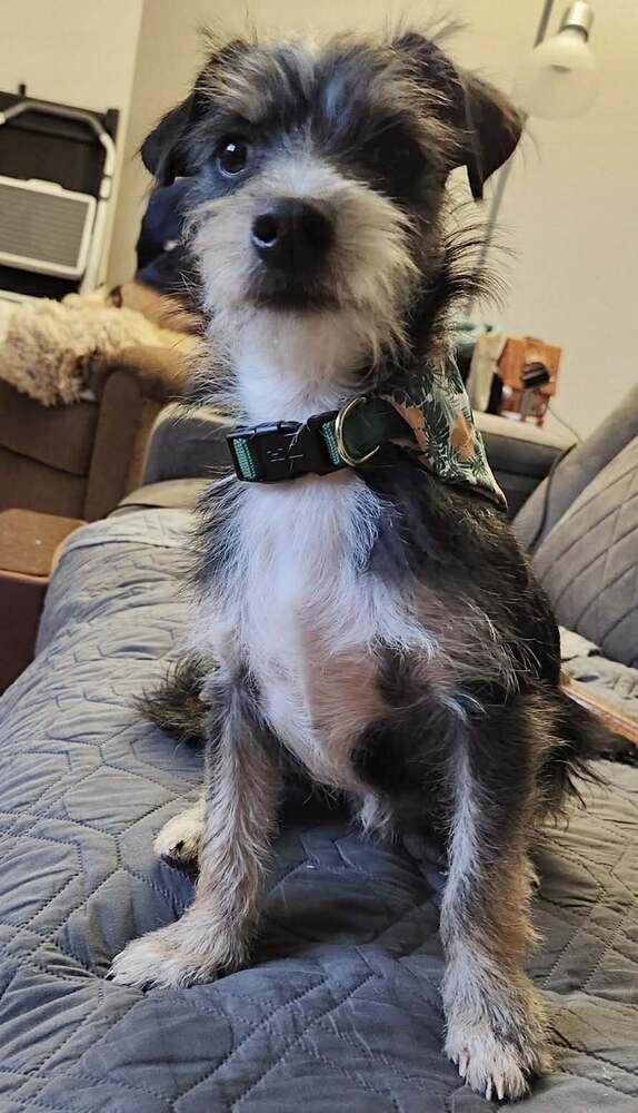 Enlarge Peque, a Adoptable mixed breed in Boulder, CO image 3/5