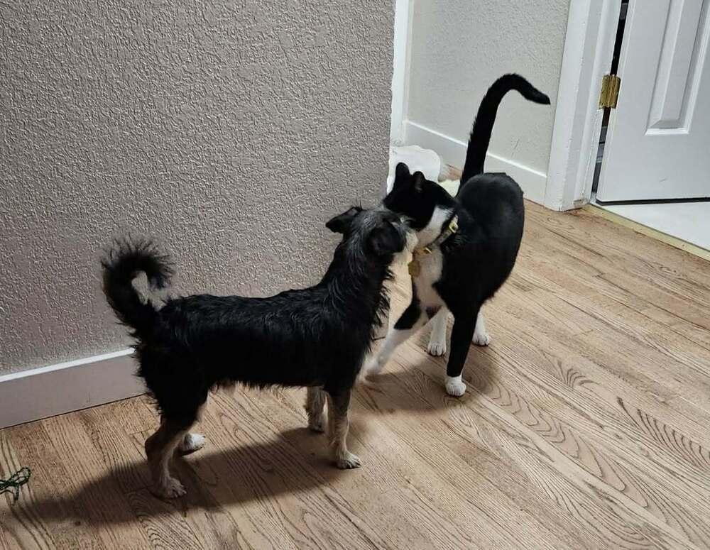 Enlarge Peque, a Adoptable mixed breed in Boulder, CO image 4/5
