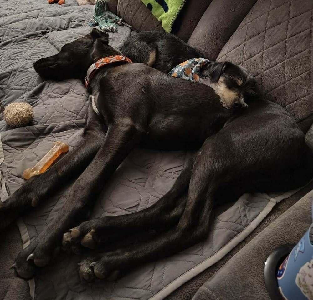 Enlarge Peque, a Adoptable mixed breed in Boulder, CO image 5/5