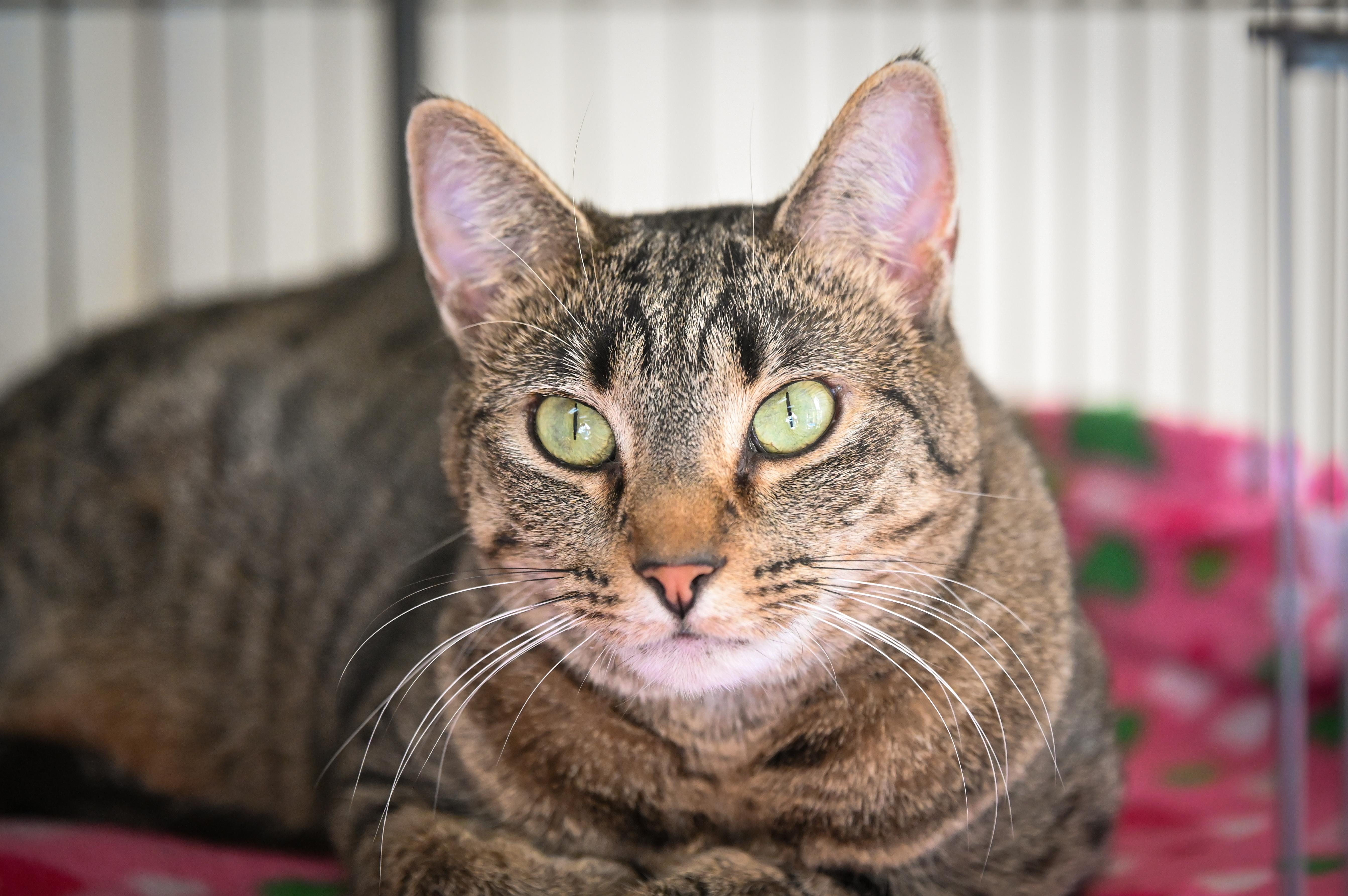 Enlarge Zendaya, a Adoptable Domestic Short Hair in Decatur, IL image 1/5