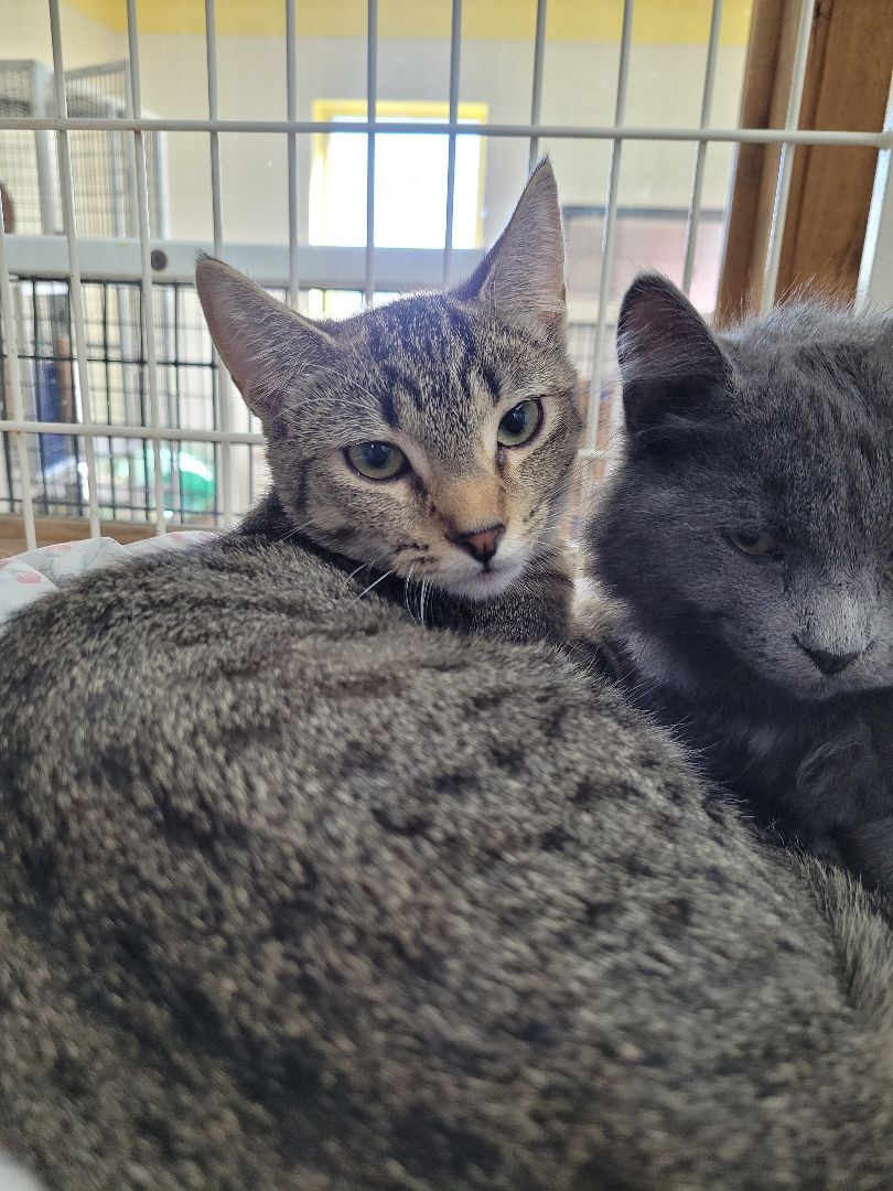 Zendaya, Adoptable, Adult Female Domestic Short Hair.