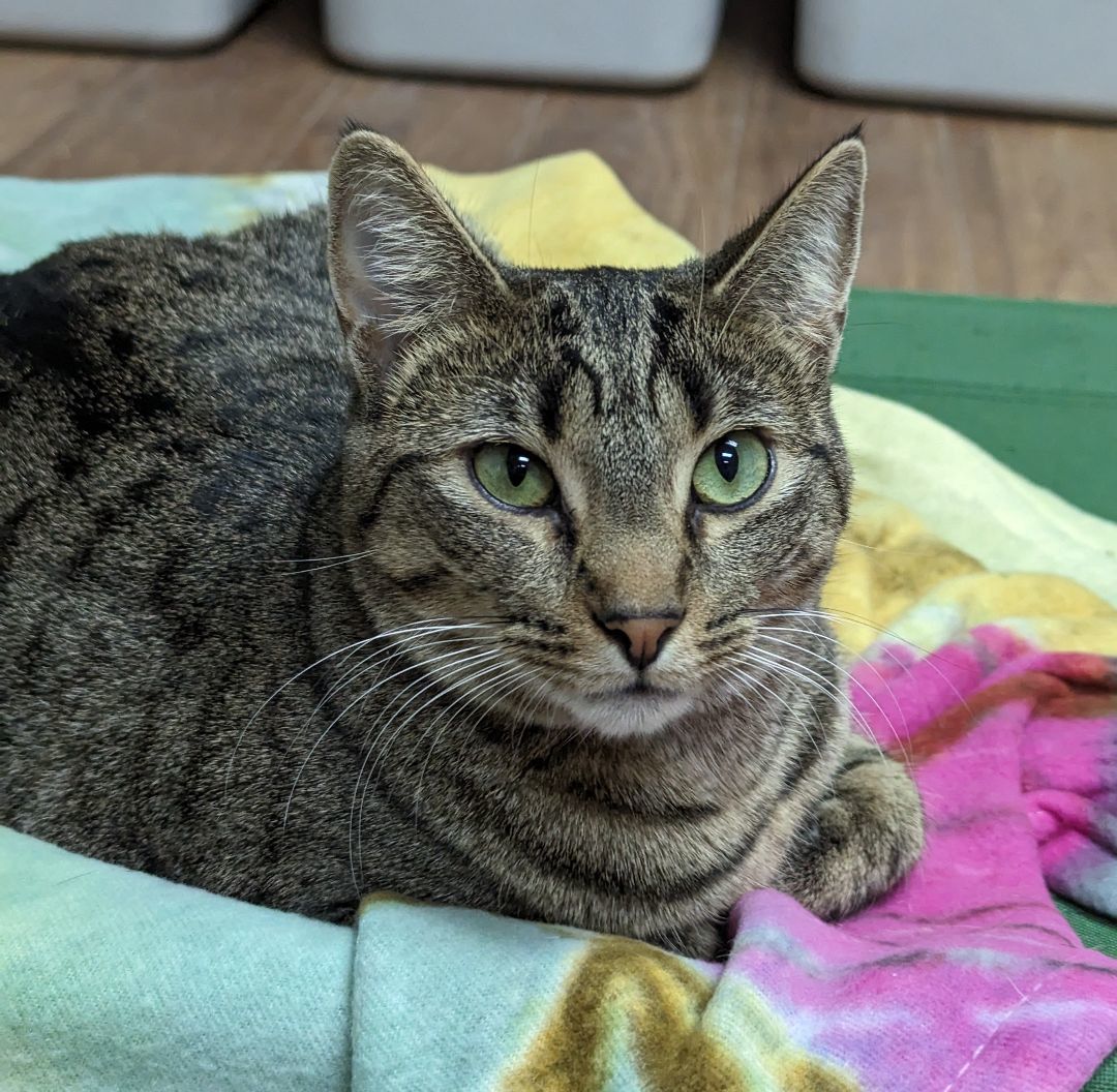 Zendaya, a Adoptable Domestic Short Hair in Decatur, IL image 2/6