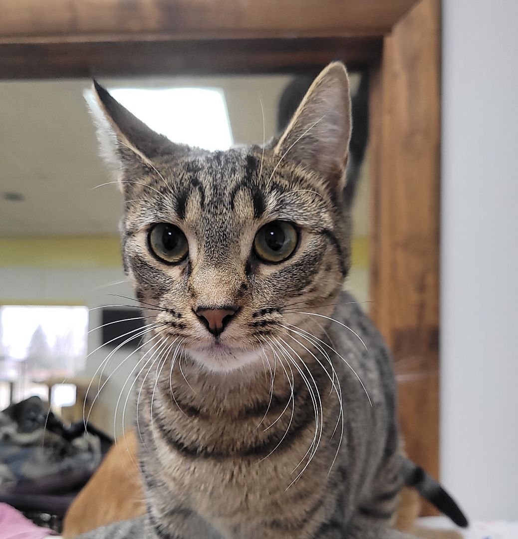 Zendaya, a Adoptable Domestic Short Hair in Decatur, IL image 3/6