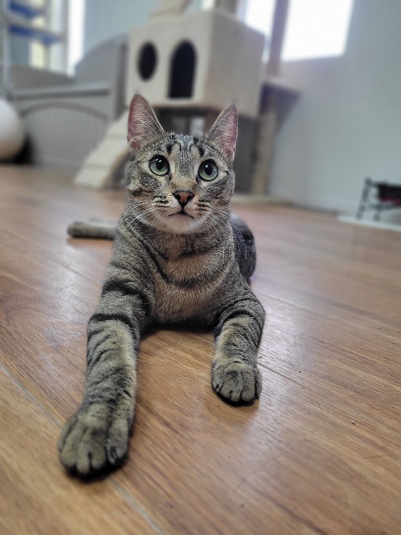 Zendaya, a Adoptable Domestic Short Hair in Decatur, IL image 4/6