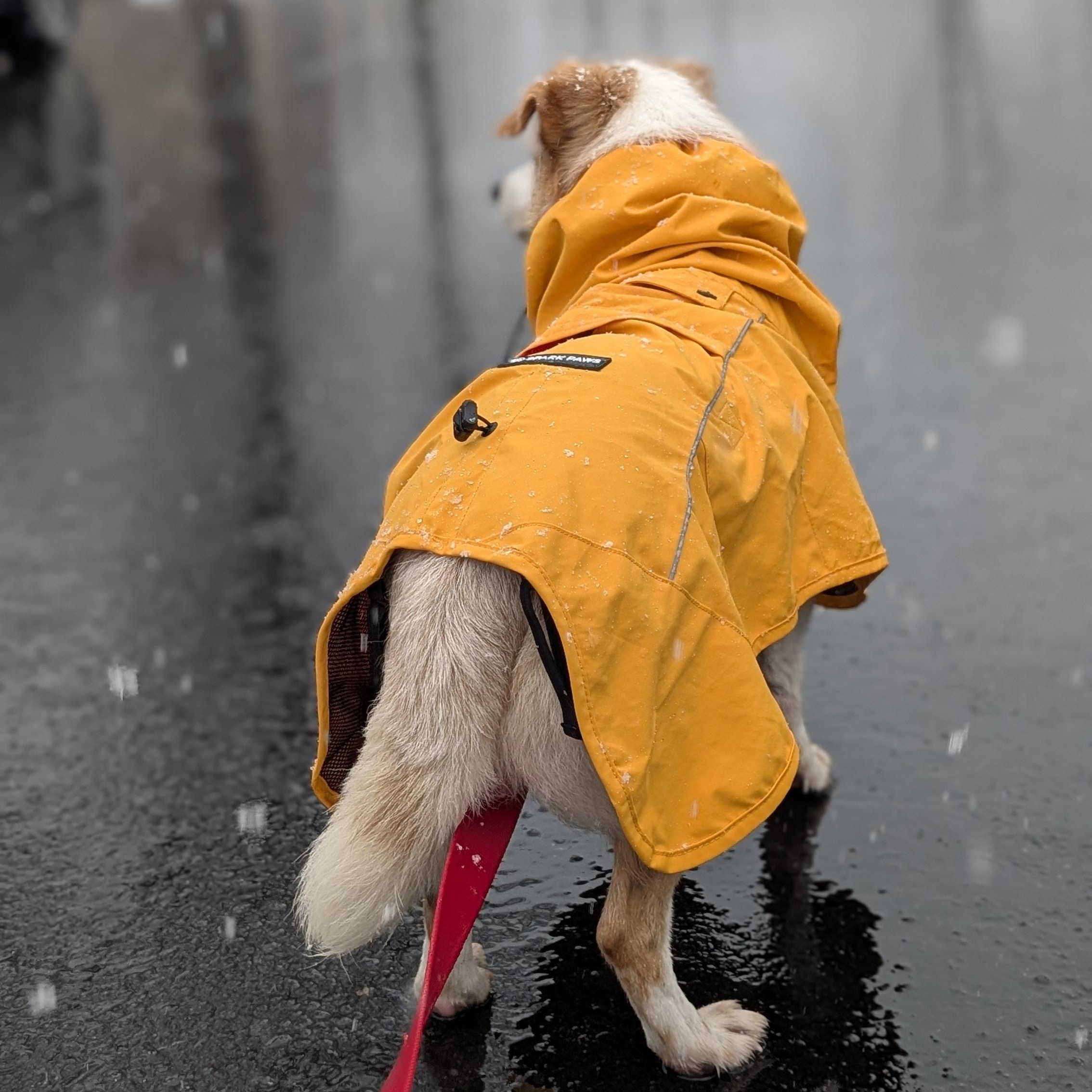 Enlarge Timon, a Adoptable mixed breed in Avenel, NJ image 4/4