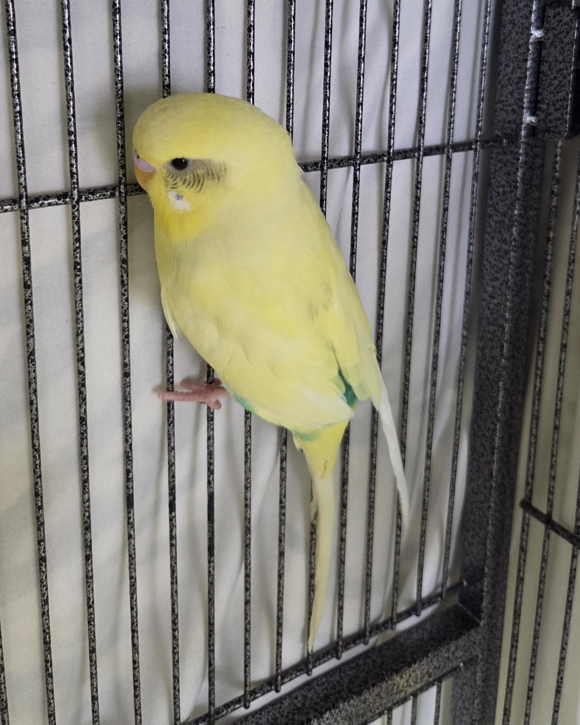 Enlarge Parakeets (Vito, Fredo, and Kay), a ADOPTABLE Parakeet (Other) in Iowa City, IA image 4/4