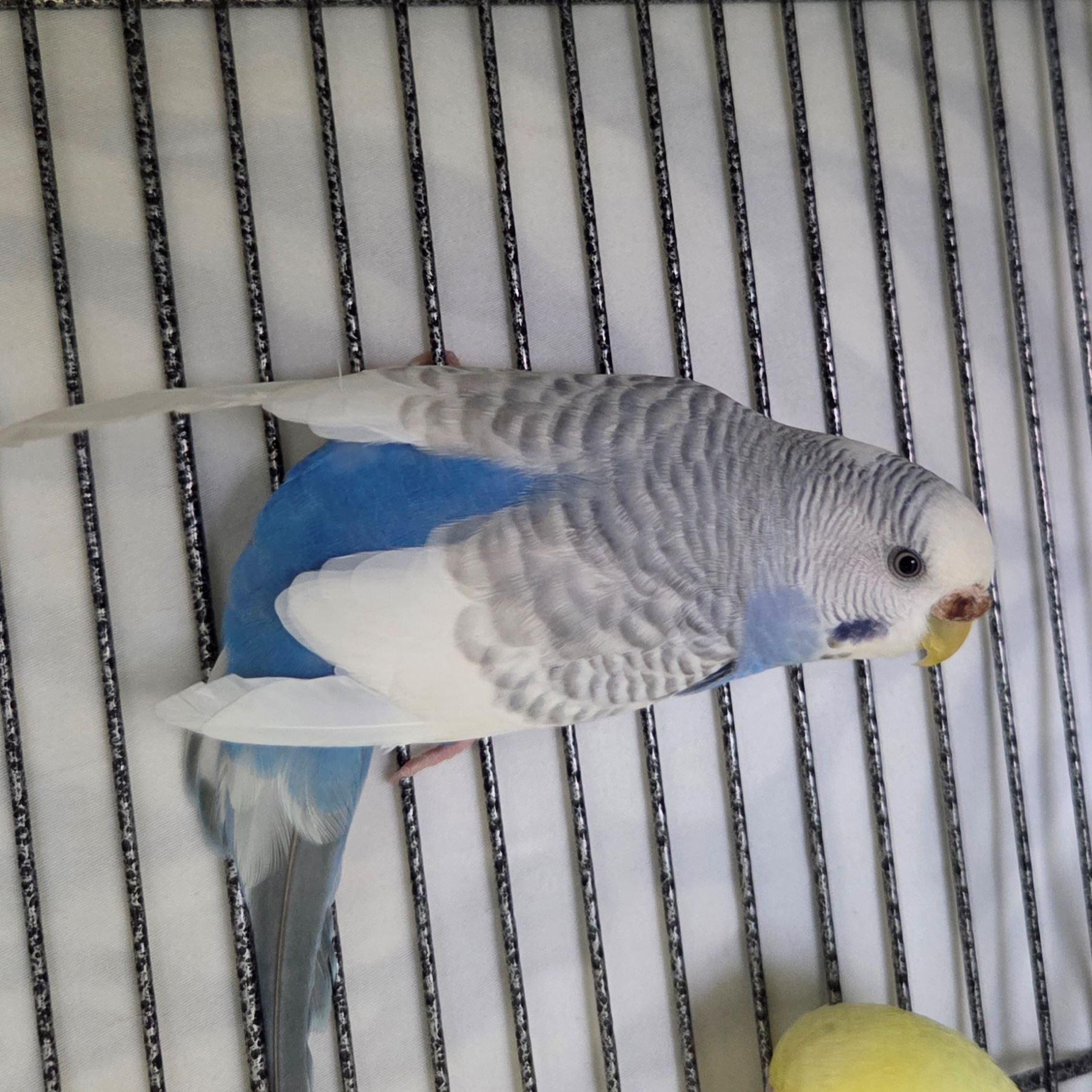Enlarge Parakeets (Vito, Fredo, and Kay), a ADOPTABLE Parakeet (Other) in Iowa City, IA image 3/4